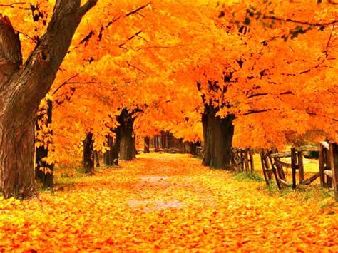 fall screen saver|fall screensavers for windows10.